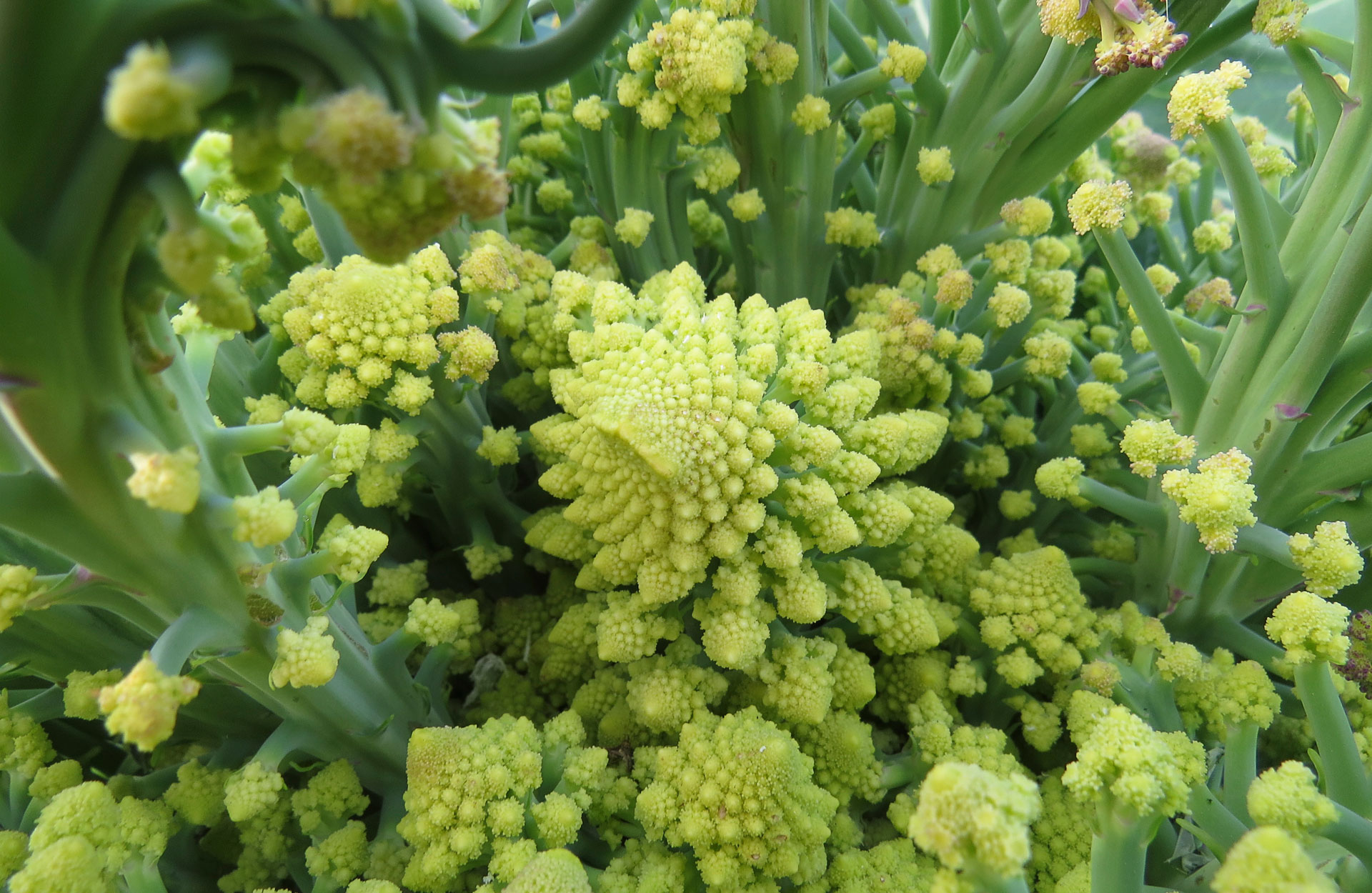 Structures of the World - Romanesco