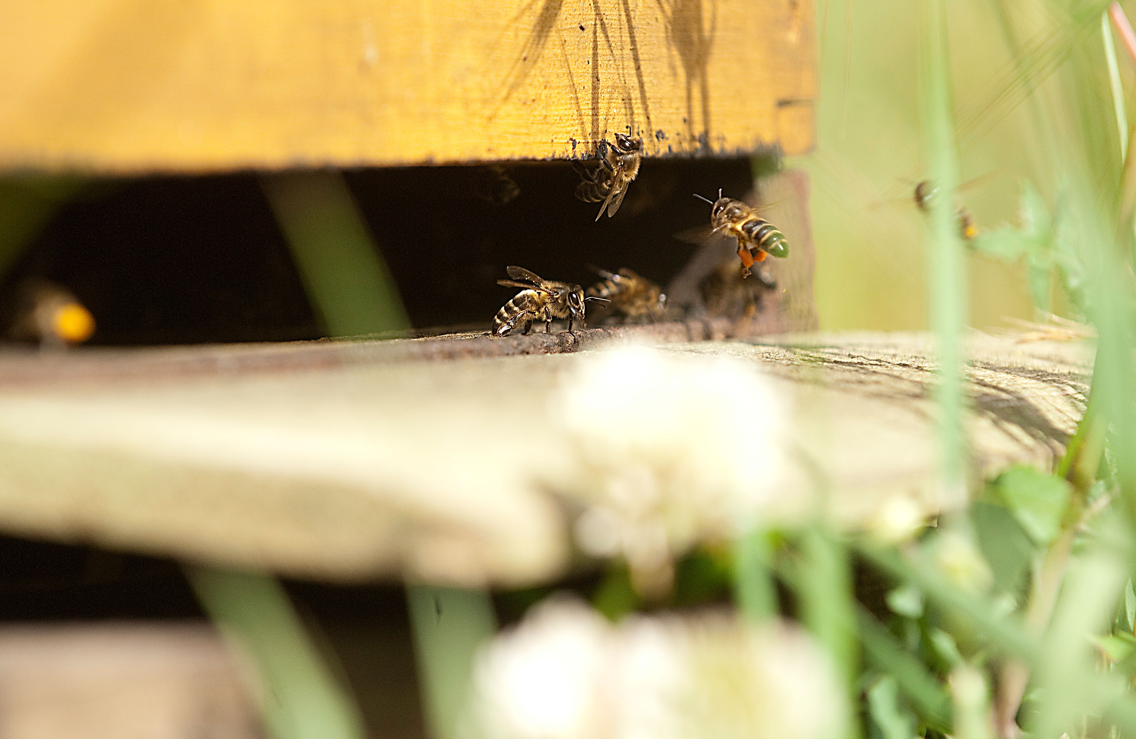 Bees in Tamera