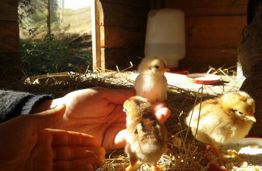 Newborn Chicks