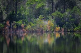 Lake 1 in Tamera